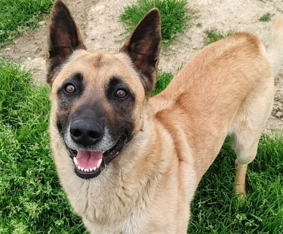 À l'adoption : Sarko