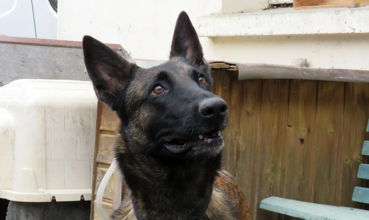 À l'adoption : Maya