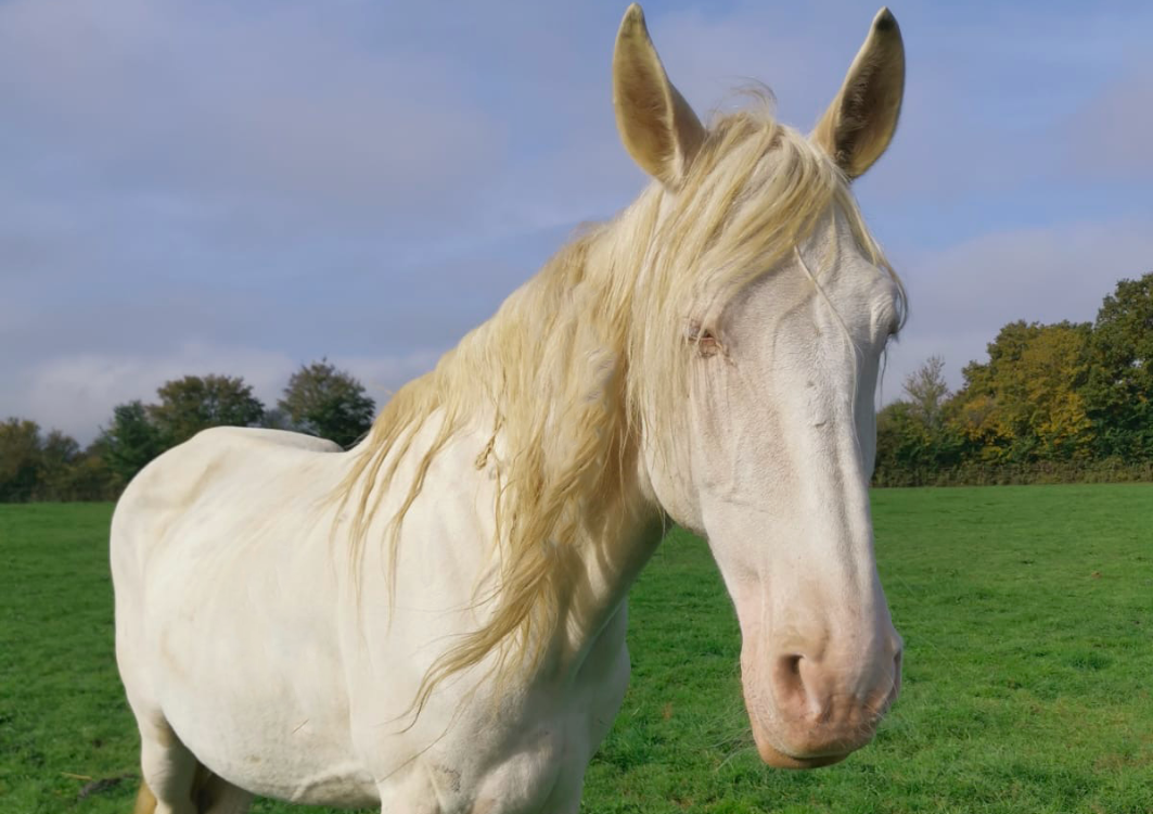 À l'adoption : Tawny Parker