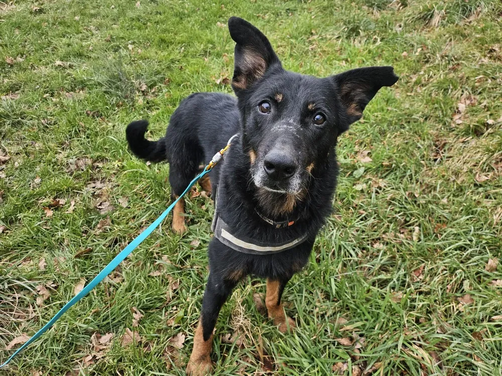 À l'adoption : Thor