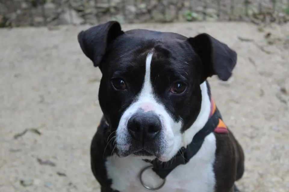 À l'adoption : Tithan