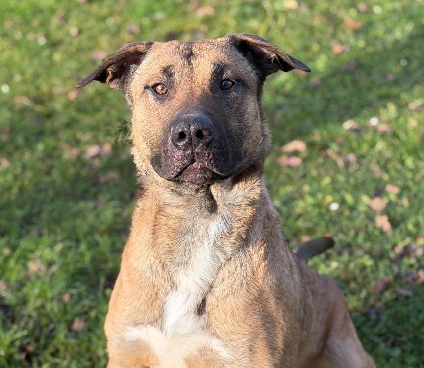Koda CAA14461