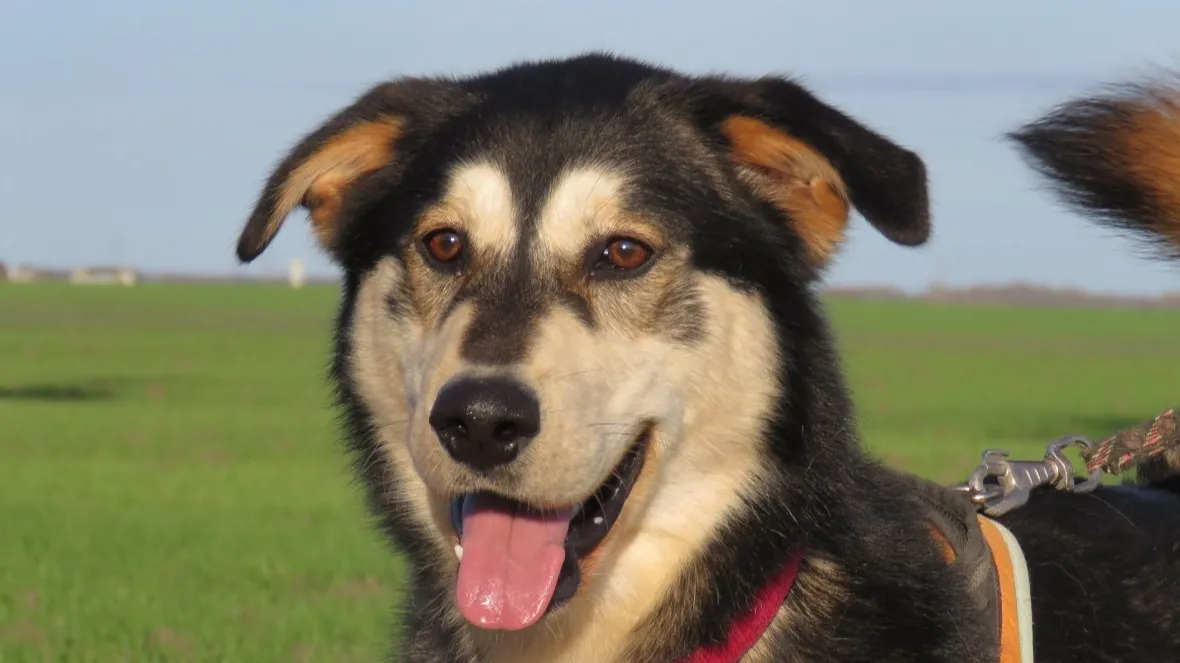 À l'adoption : Loucky