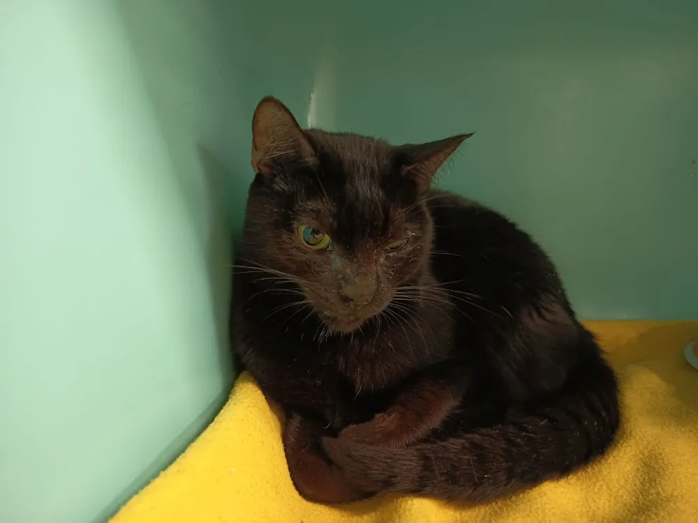 À l'adoption : Dafine C