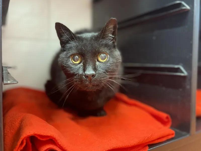 À l'adoption : Felix