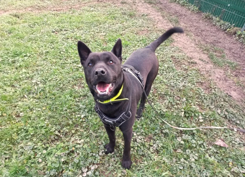 À l'adoption : Milkov