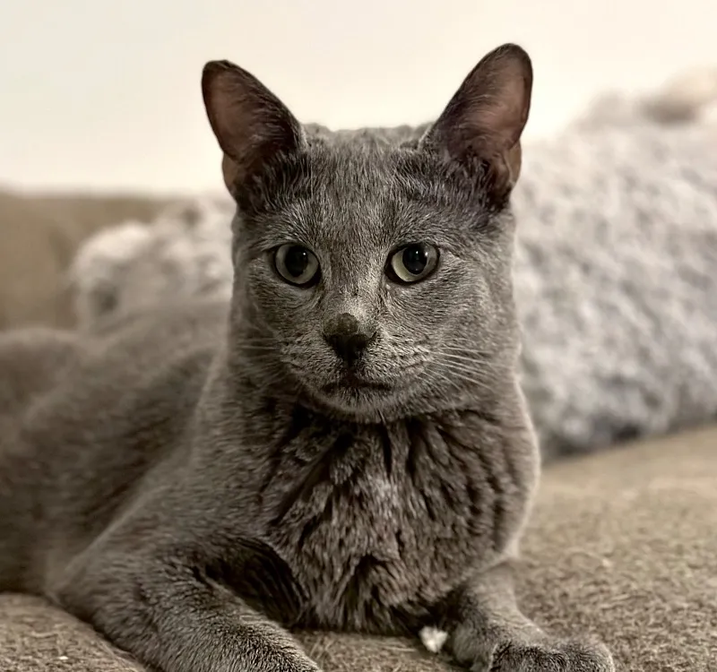 À l'adoption : Hibiscus