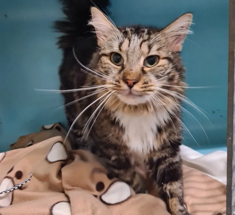 À l'adoption : Felix