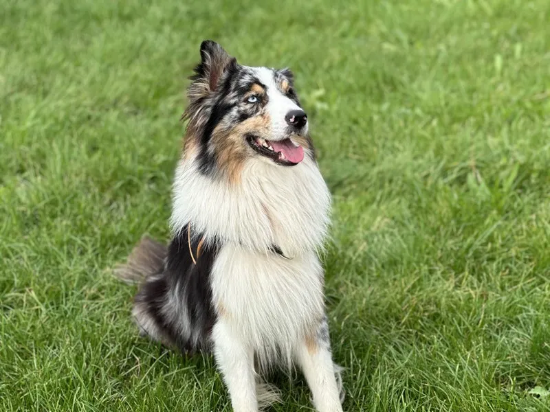 À l'adoption : Raiko