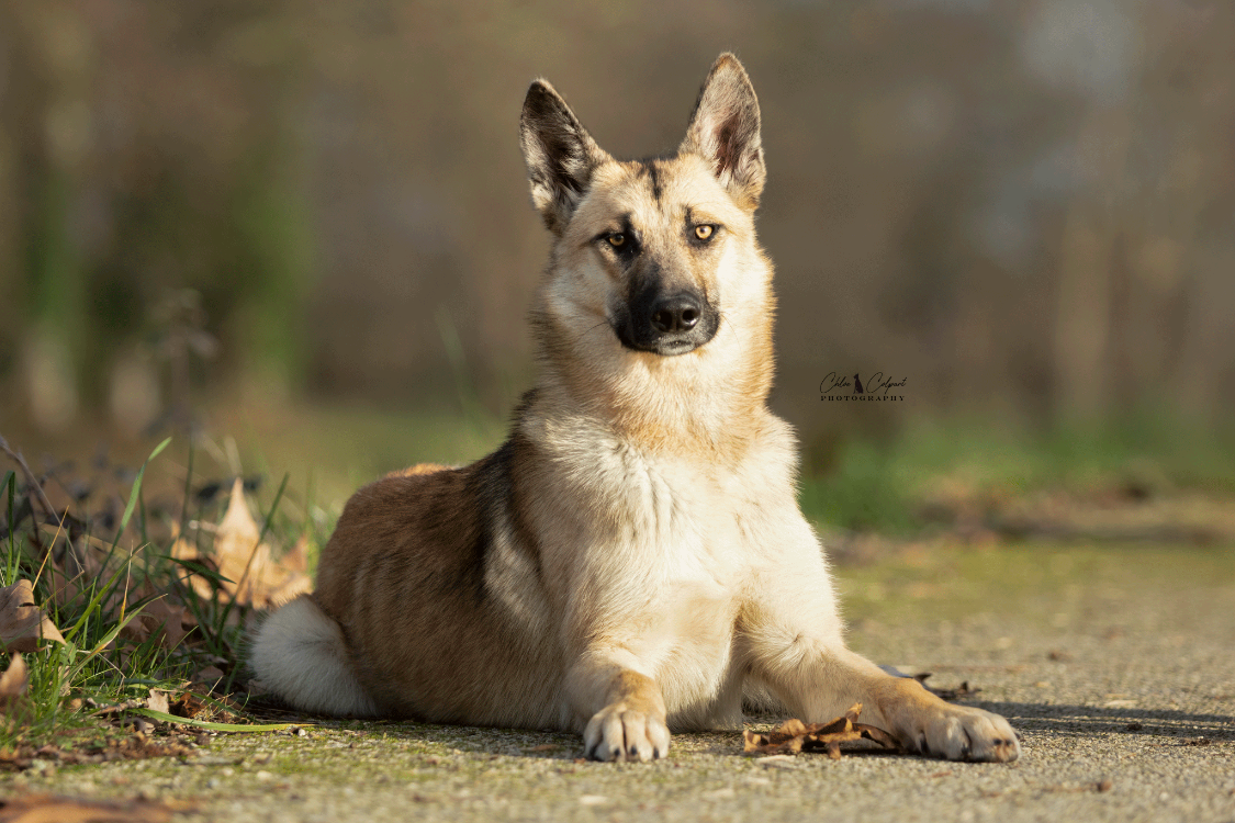 À l'adoption : Fenris