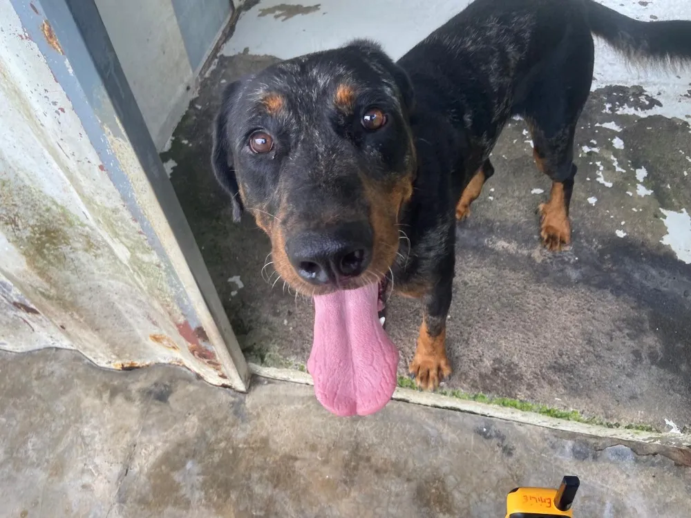 À l'adoption : Owen ( Réservé )