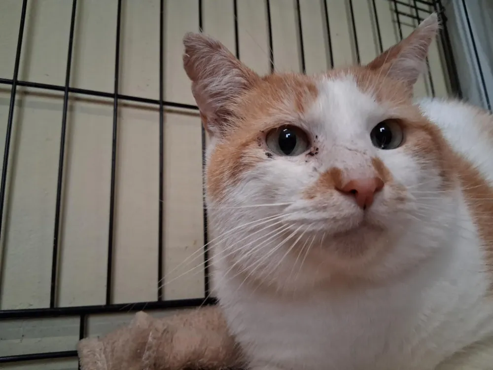 À l'adoption : Tarsal