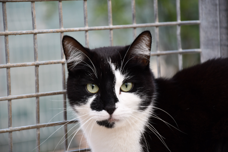 À l'adoption : Grosminet