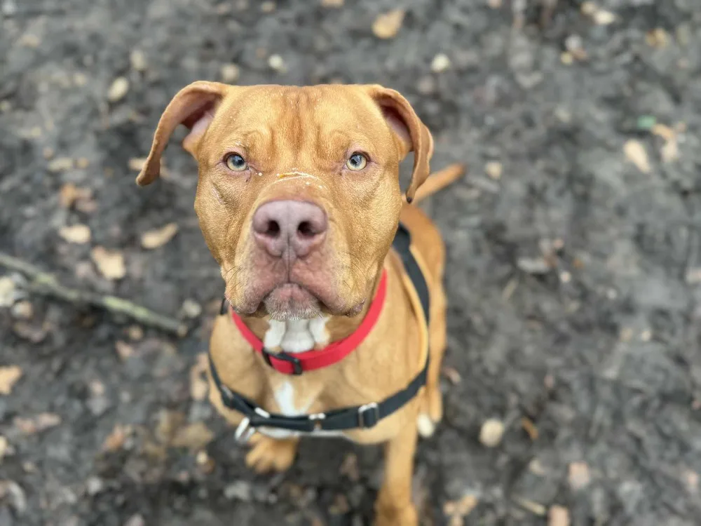 À l'adoption : Layron Oaa19909