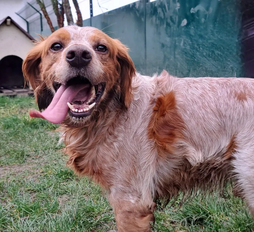 À l'adoption : Némo