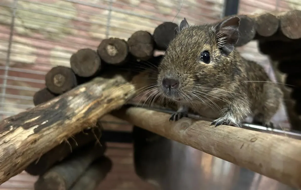 À l'adoption : Flamme 645