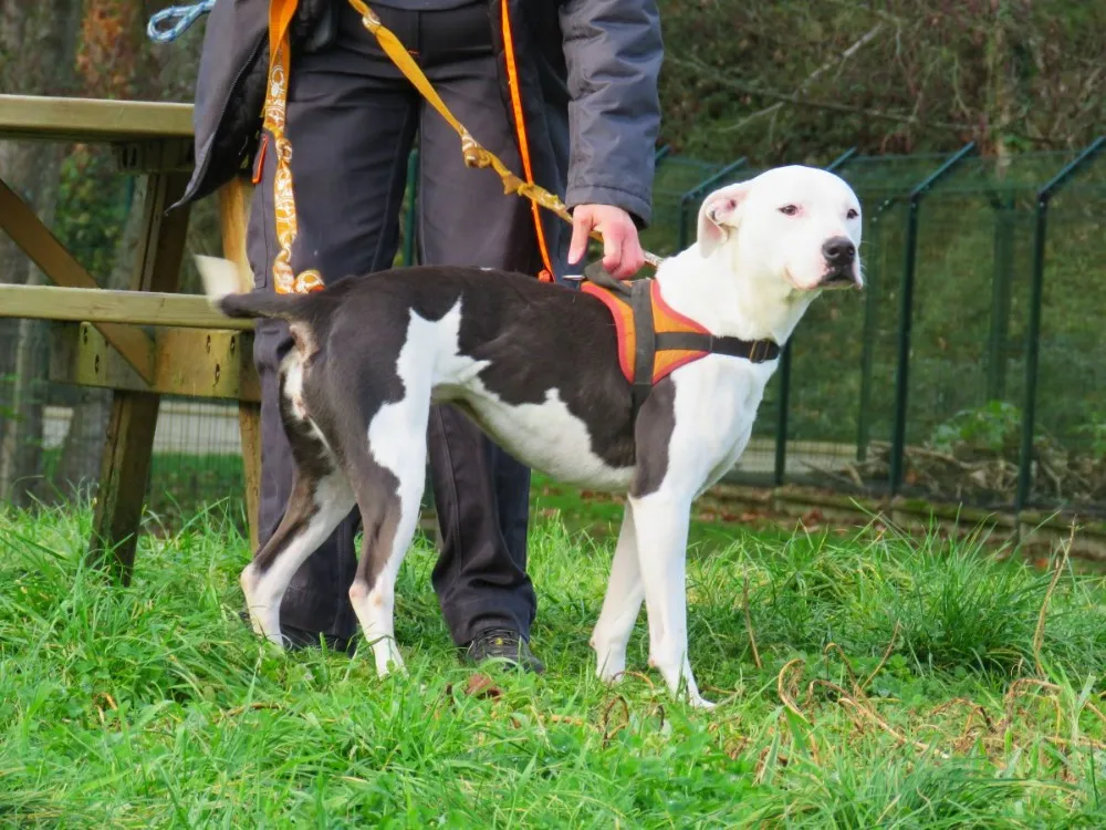 À l'adoption : Snowball