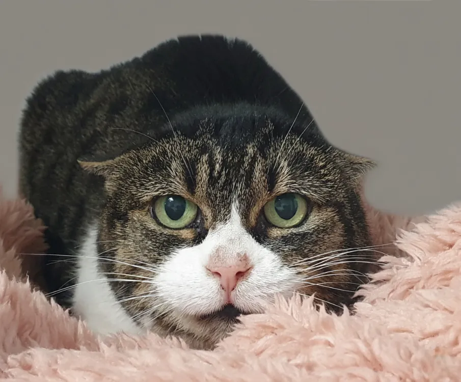 À l'adoption : Charlotte Cha