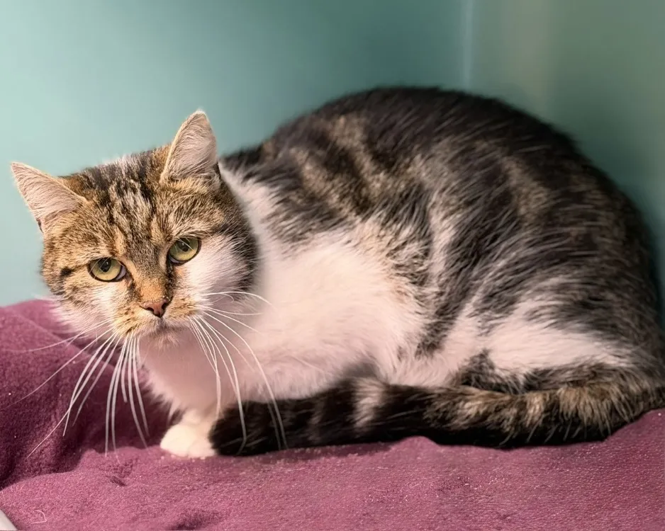 À l'adoption : Simone Cab4993