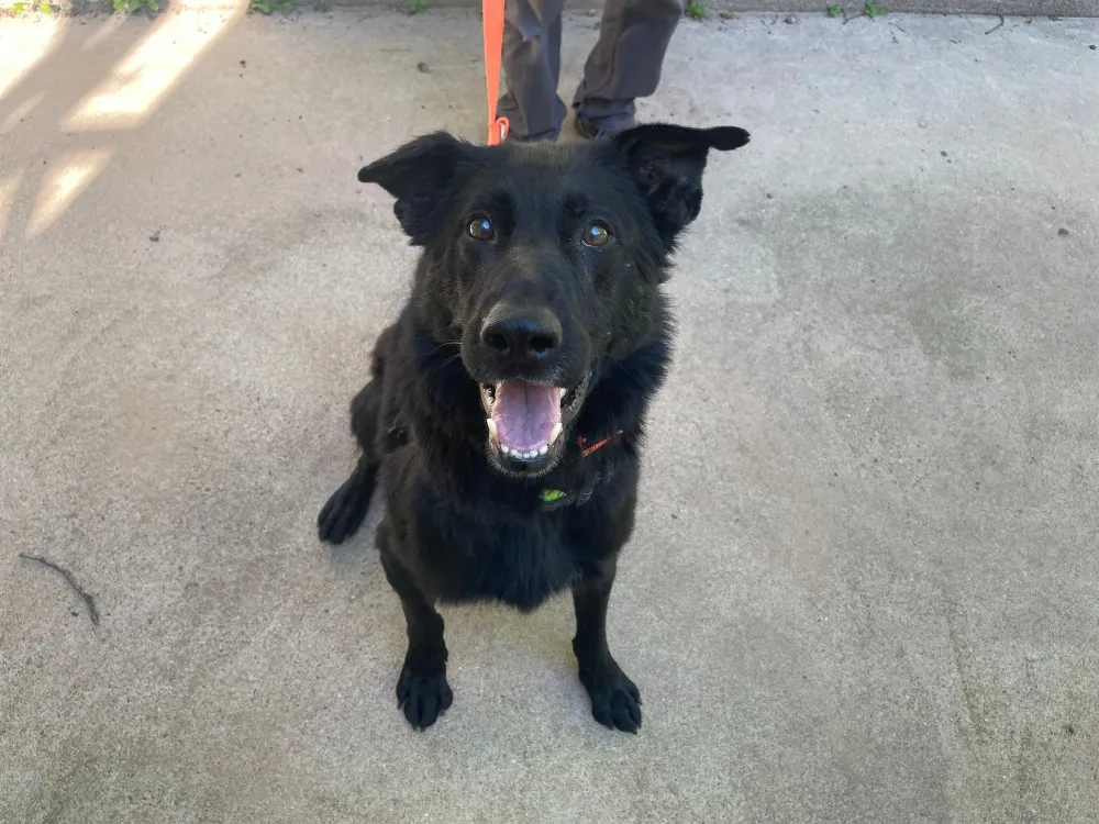 À l'adoption : Oslo