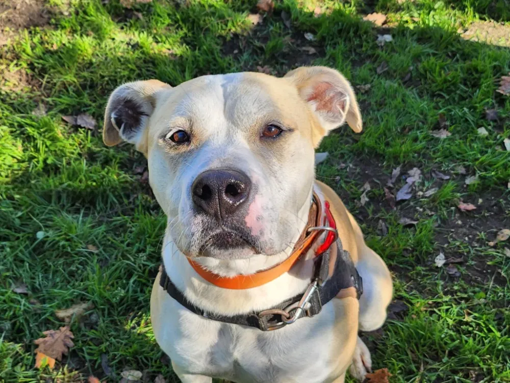 À l'adoption : Kaiser