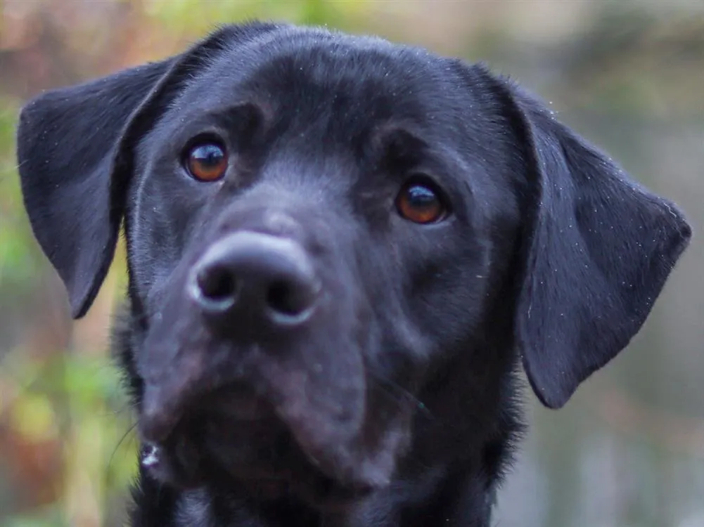 À l'adoption : Bernie
