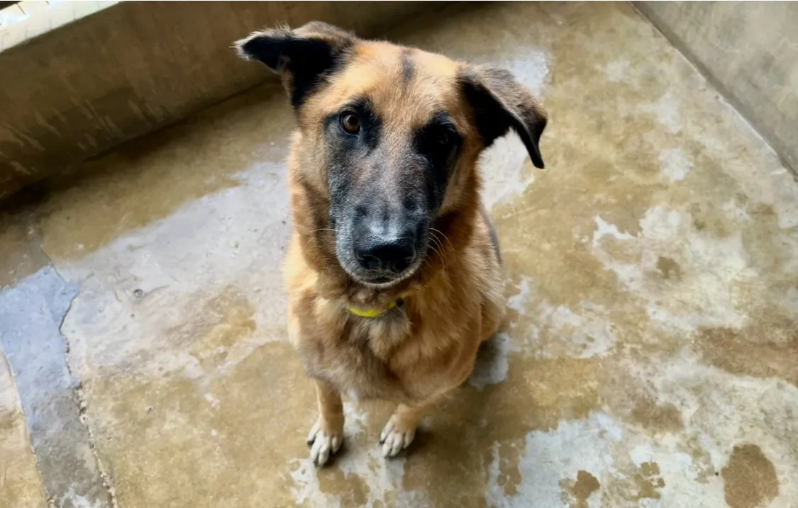 À l'adoption : Itak