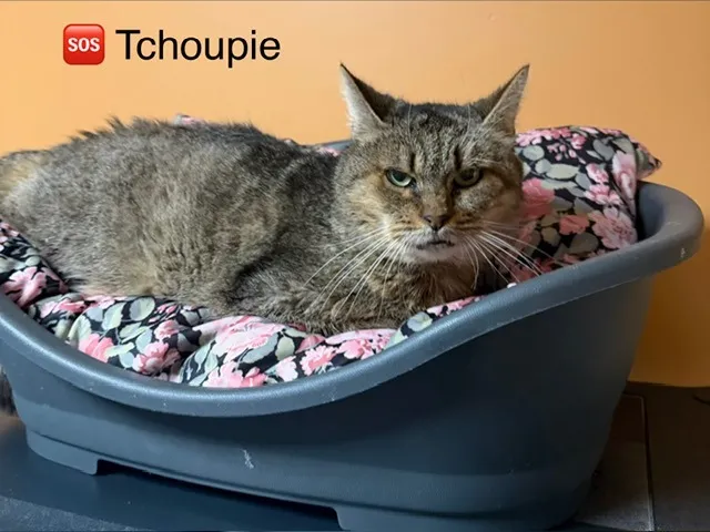 À l'adoption : Tchoupie