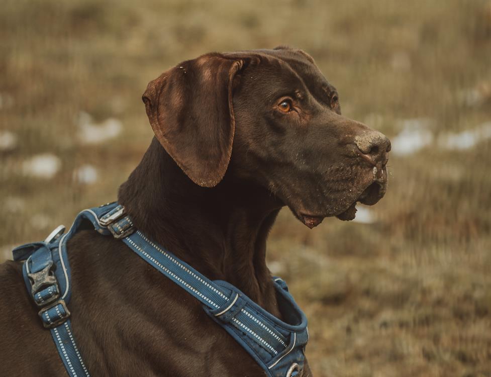ALI DOG