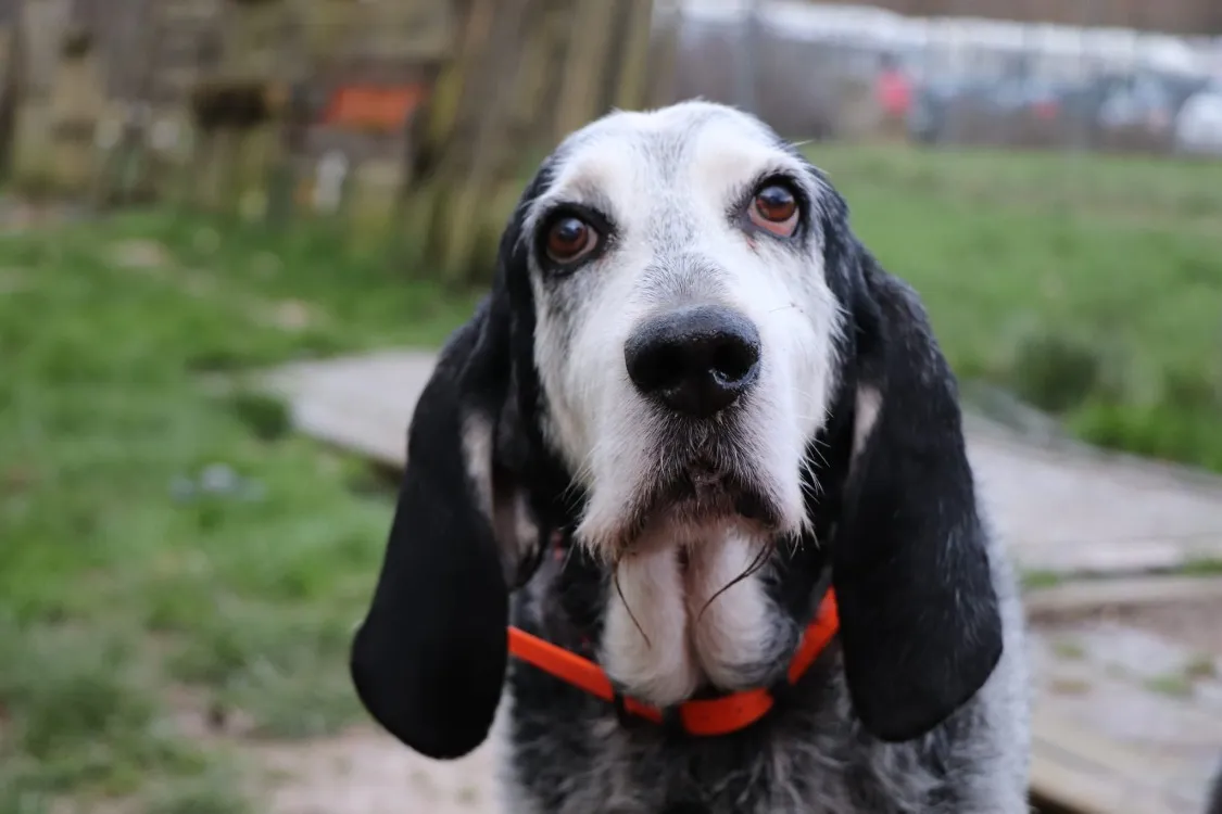 À l'adoption : Igor