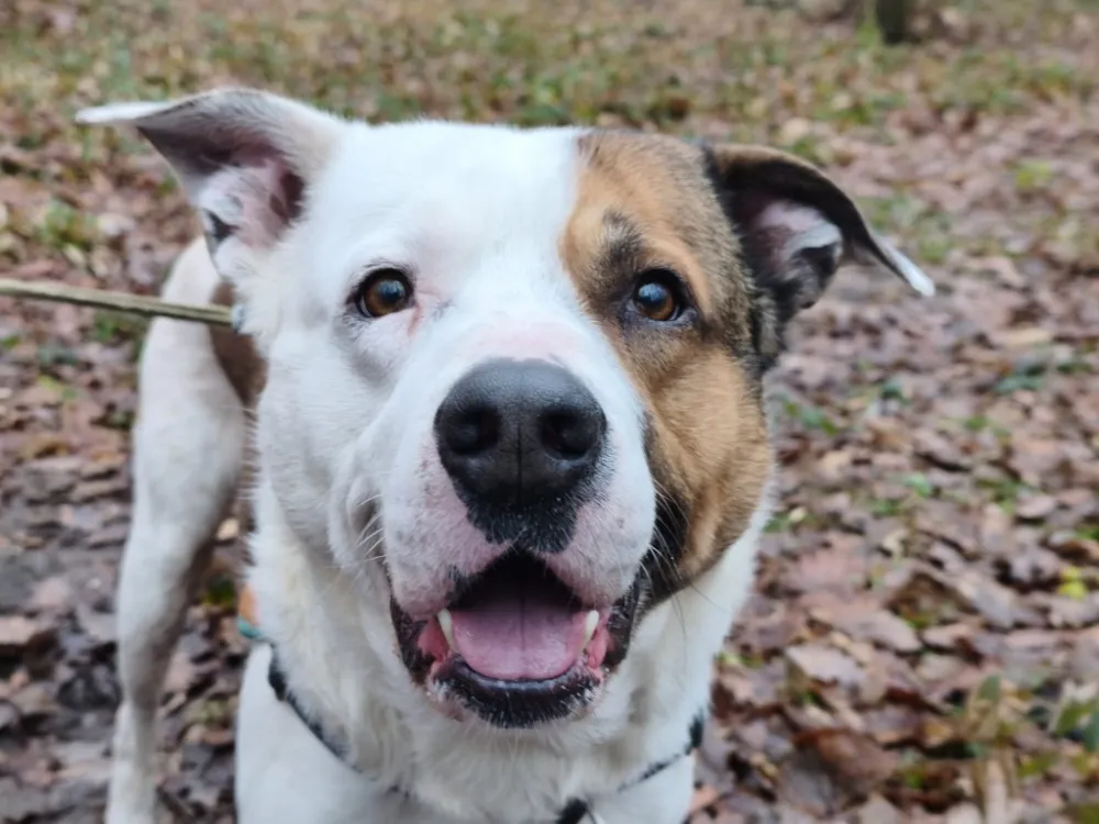 À l'adoption : Iron