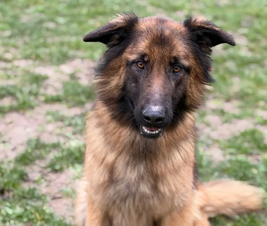 À l'adoption : Saiko Caa14493