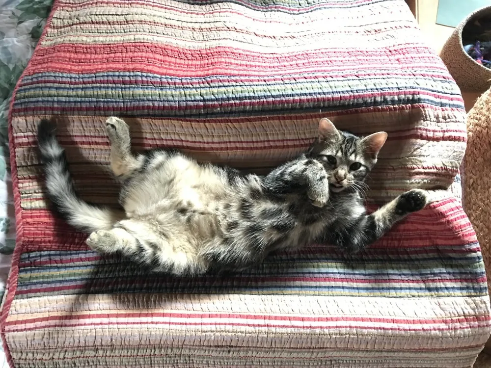 À l'adoption : Mathilda