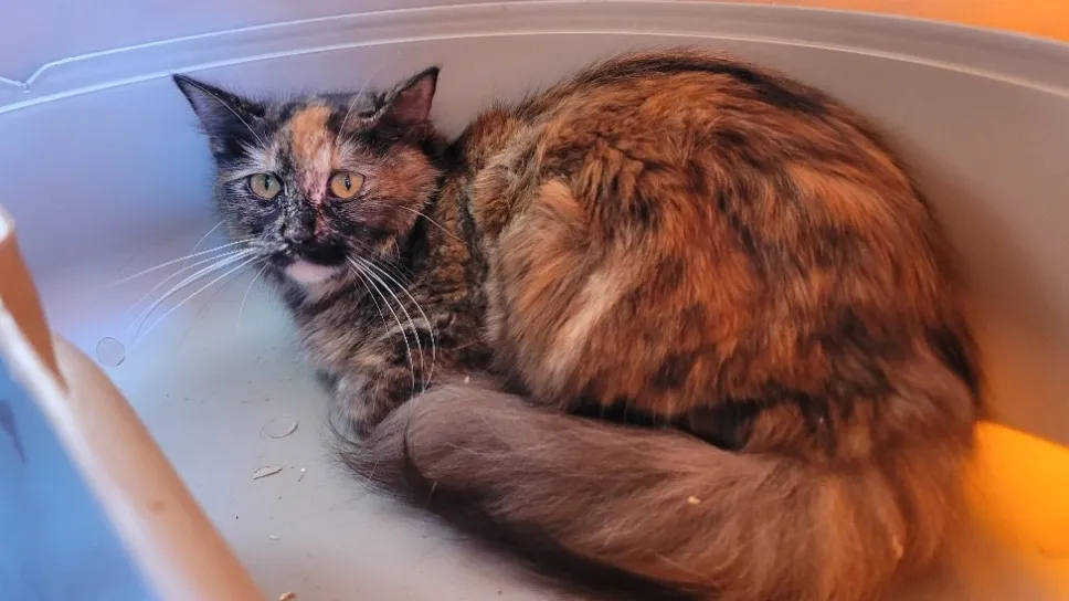 À l'adoption : Kaya