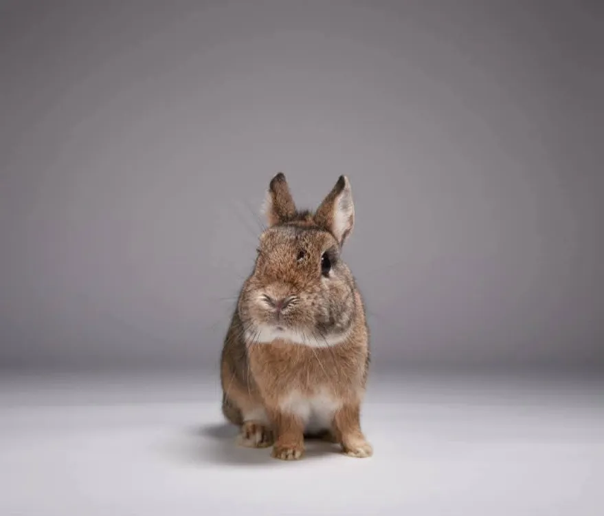 À l'adoption : Soleil Cac