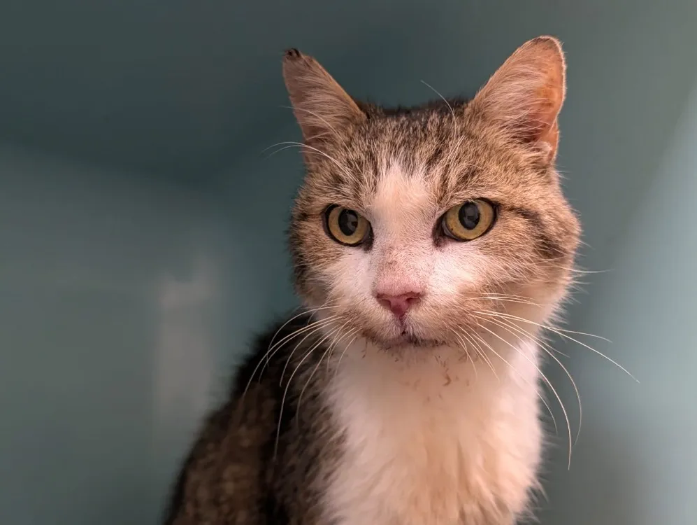 À l'adoption : Devil