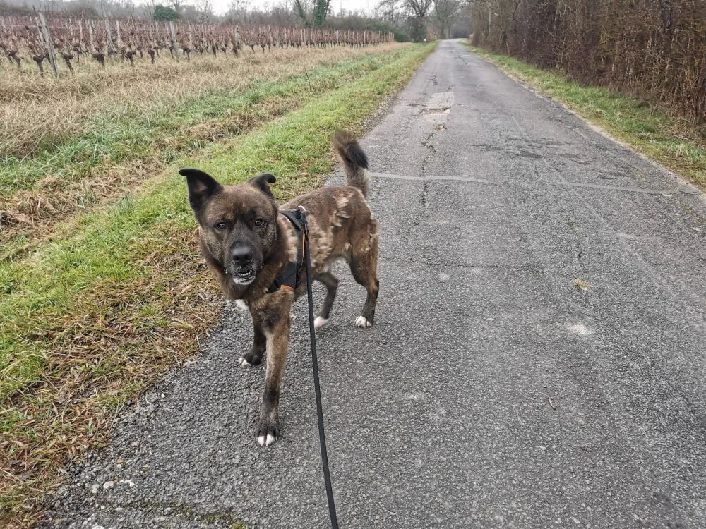 À l'adoption : Phoenix