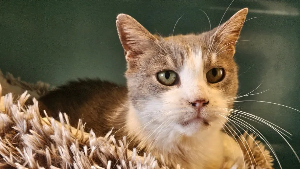 À l'adoption : Gaya