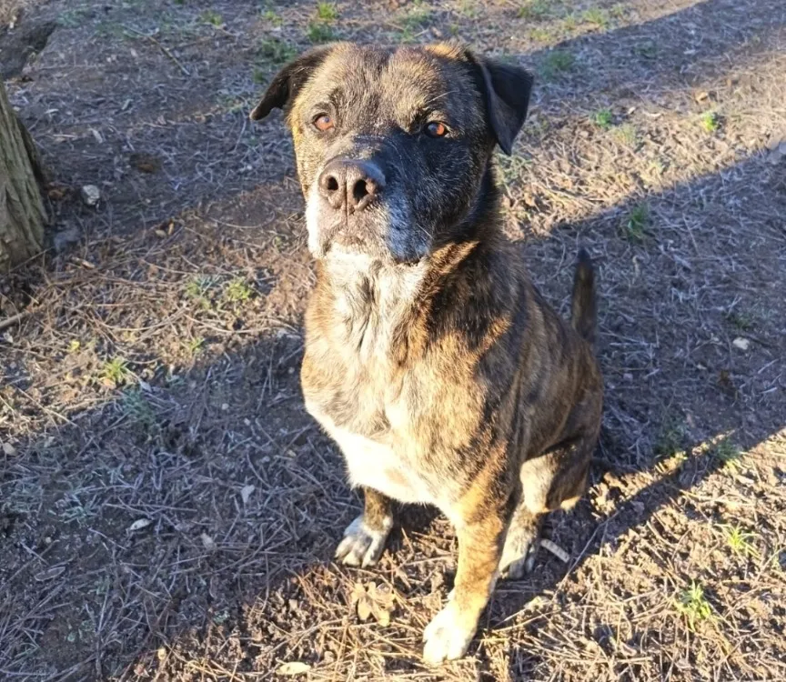 À l'adoption : Harley