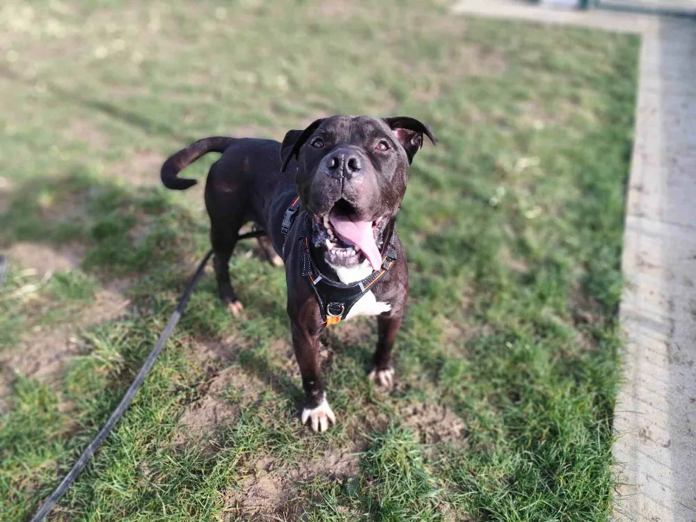 À l'adoption : Balrog Vaa