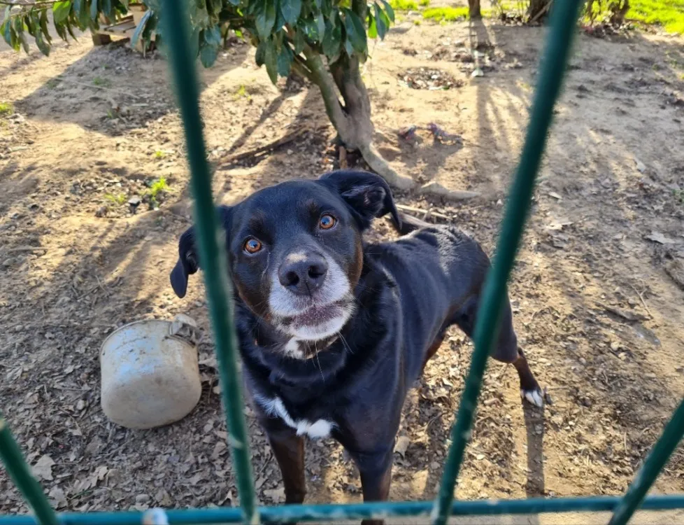 À l'adoption : Osky