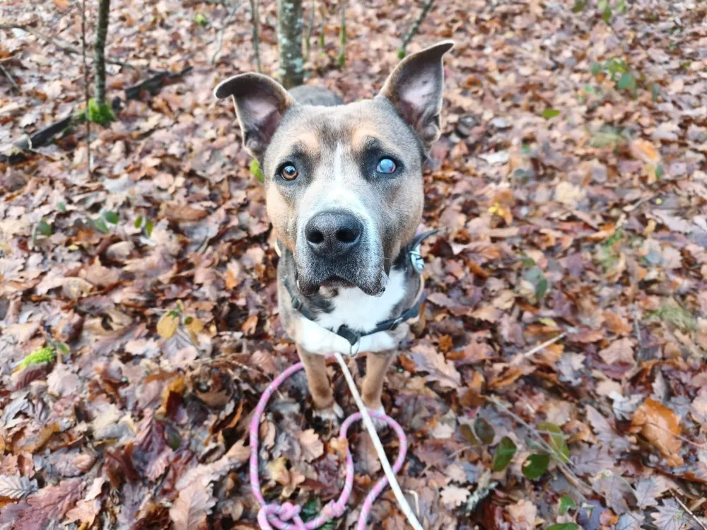 À l'adoption : Tayron