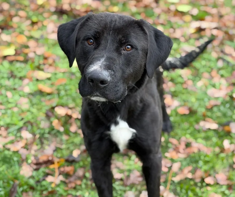 À l'adoption : Wega Caa14527