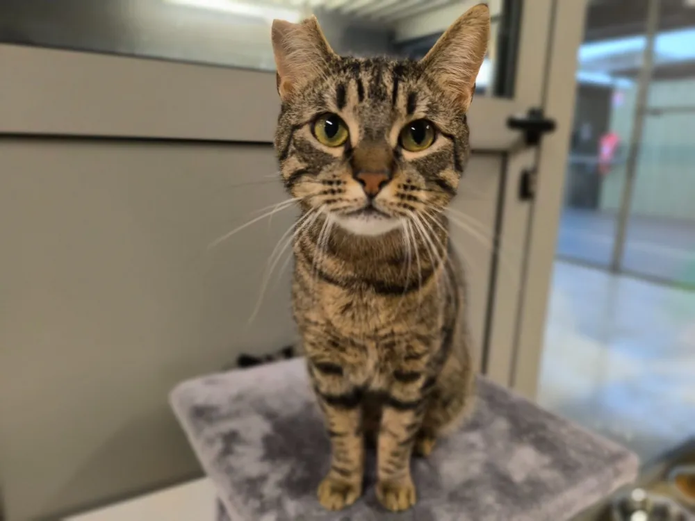 À l'adoption : Alaska