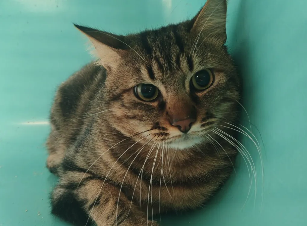 À l'adoption : Tijuana