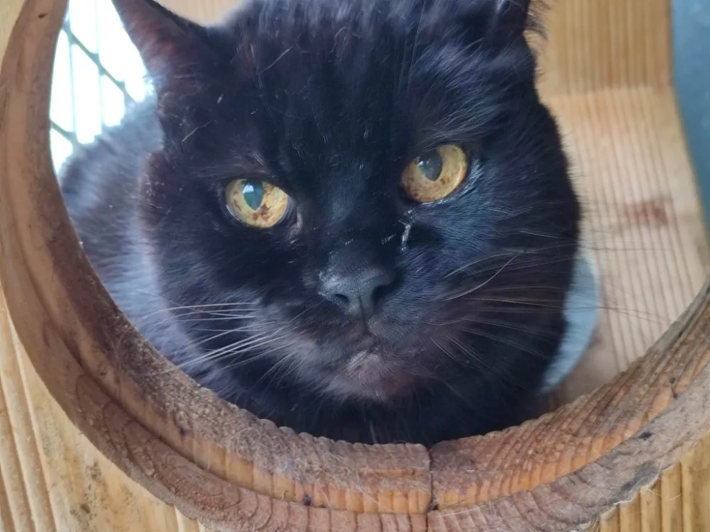 À l'adoption : Mutty Qct (A Trouvé Sa Famille)