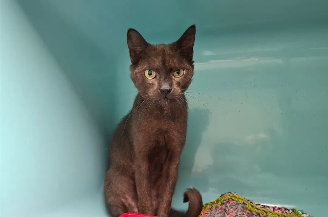 À l'adoption : Holly