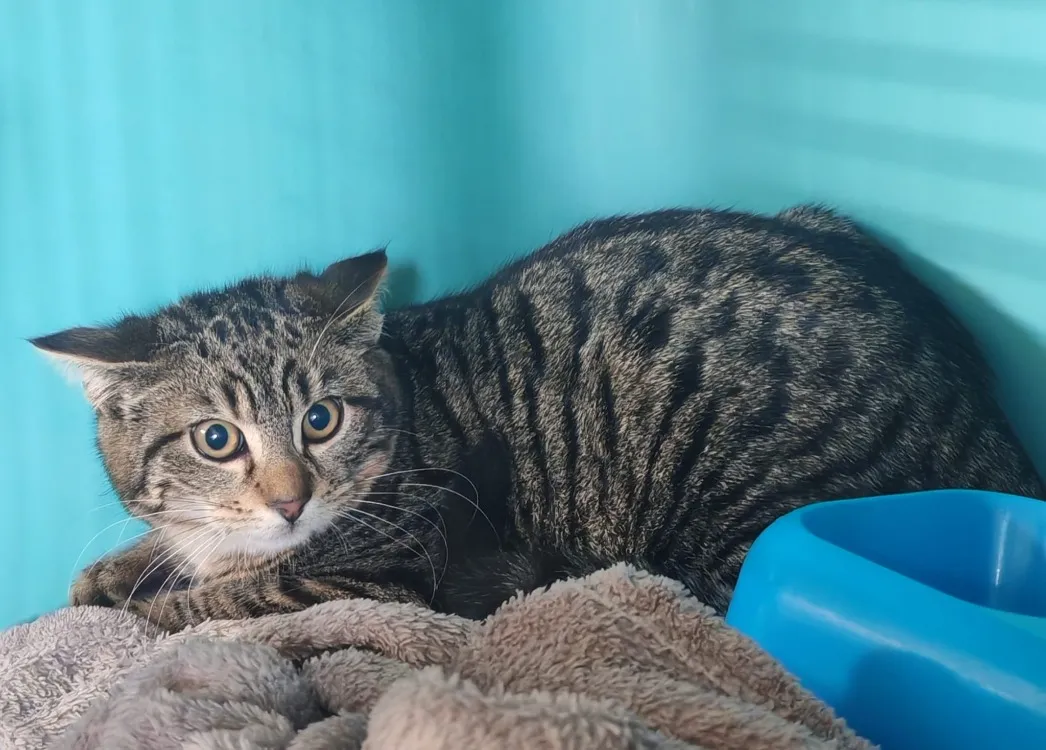 À l'adoption : Nalsa