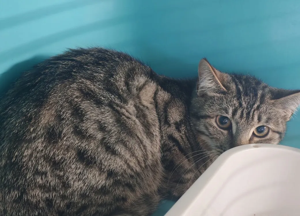 À l'adoption : Chaos