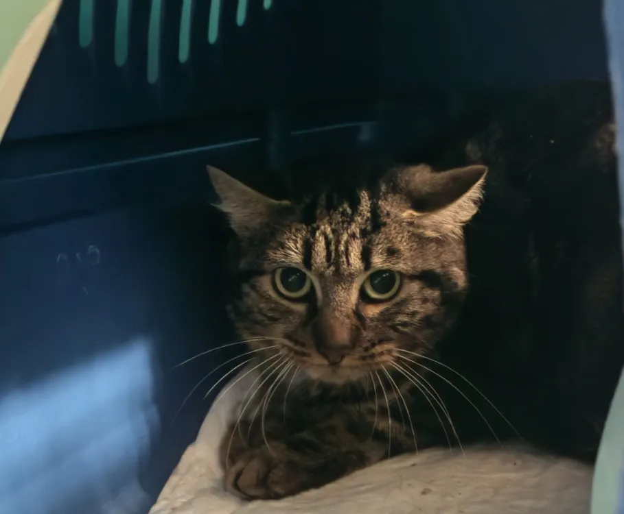 À l'adoption : Moak